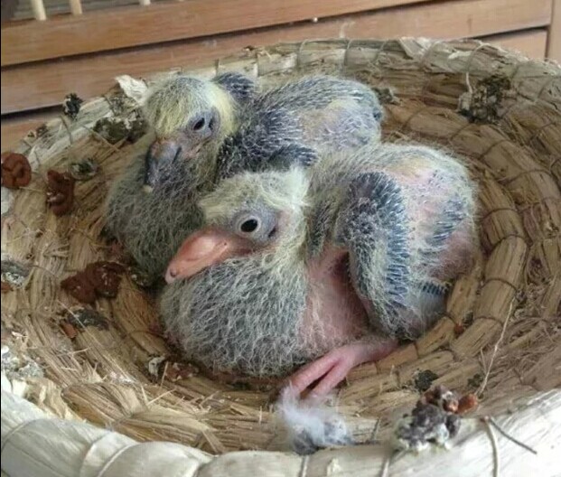 幼鸽出壳前两三天在窝旁边放一个小瓷罐鸽市场都有卖的里面放幼鸽出