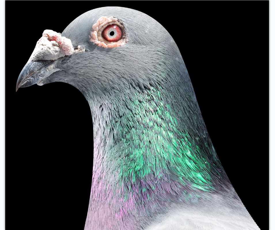 祥凯兴信鸽摄影工作室